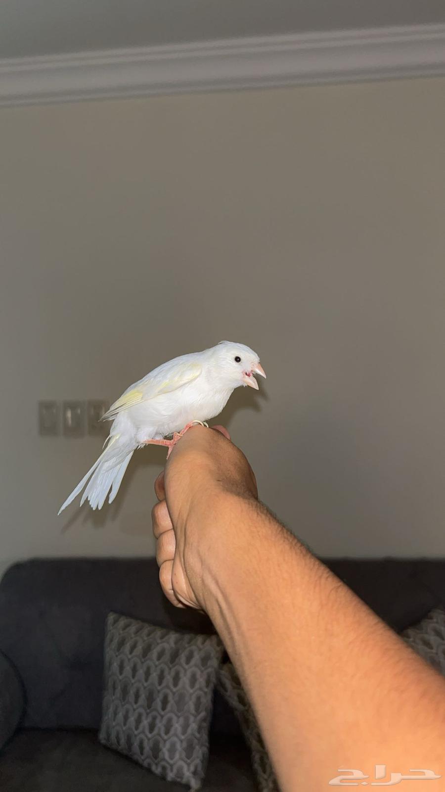 تم البيع الله يبارك ل الشاري63699634433027112