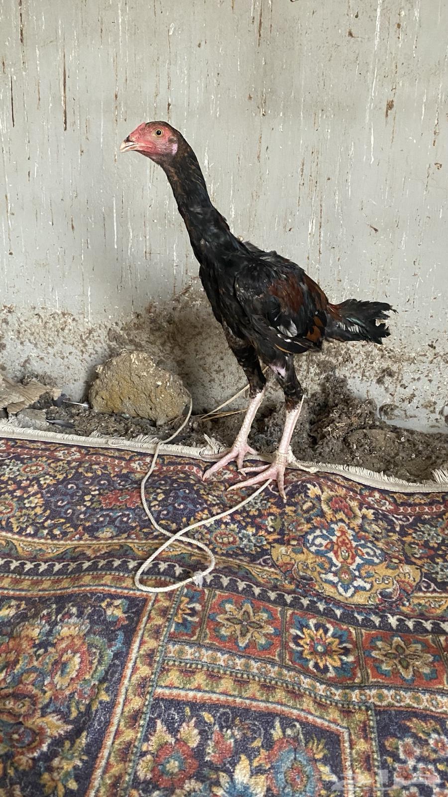 ديك سندي بيور63708479586307110