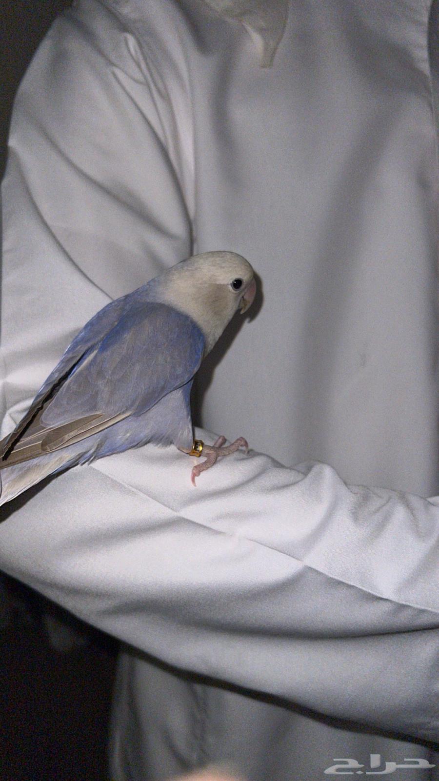 ببغاء روز63710958437889113