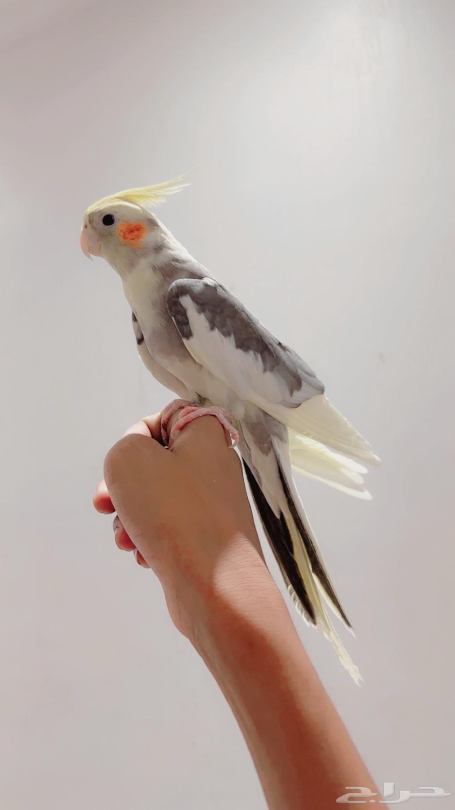 A pair of productive, tame, talking male crow has been sold, may God bless its owner63706938883073113