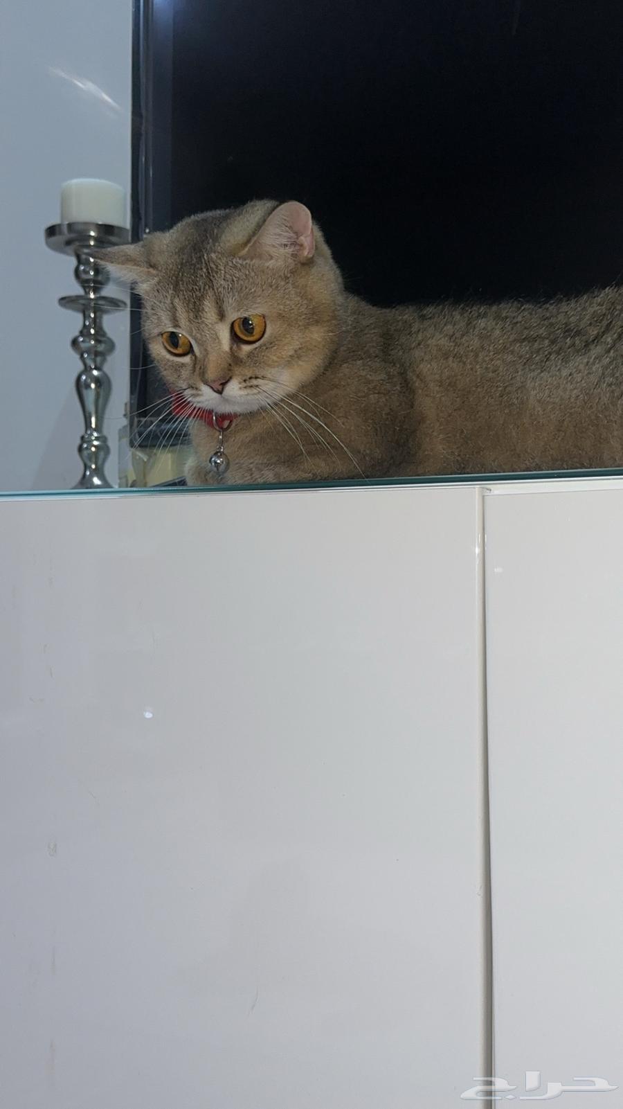 سكوتش ستريت معقمه عمرها سنه وسبعه شهور للبيع63713962171009113