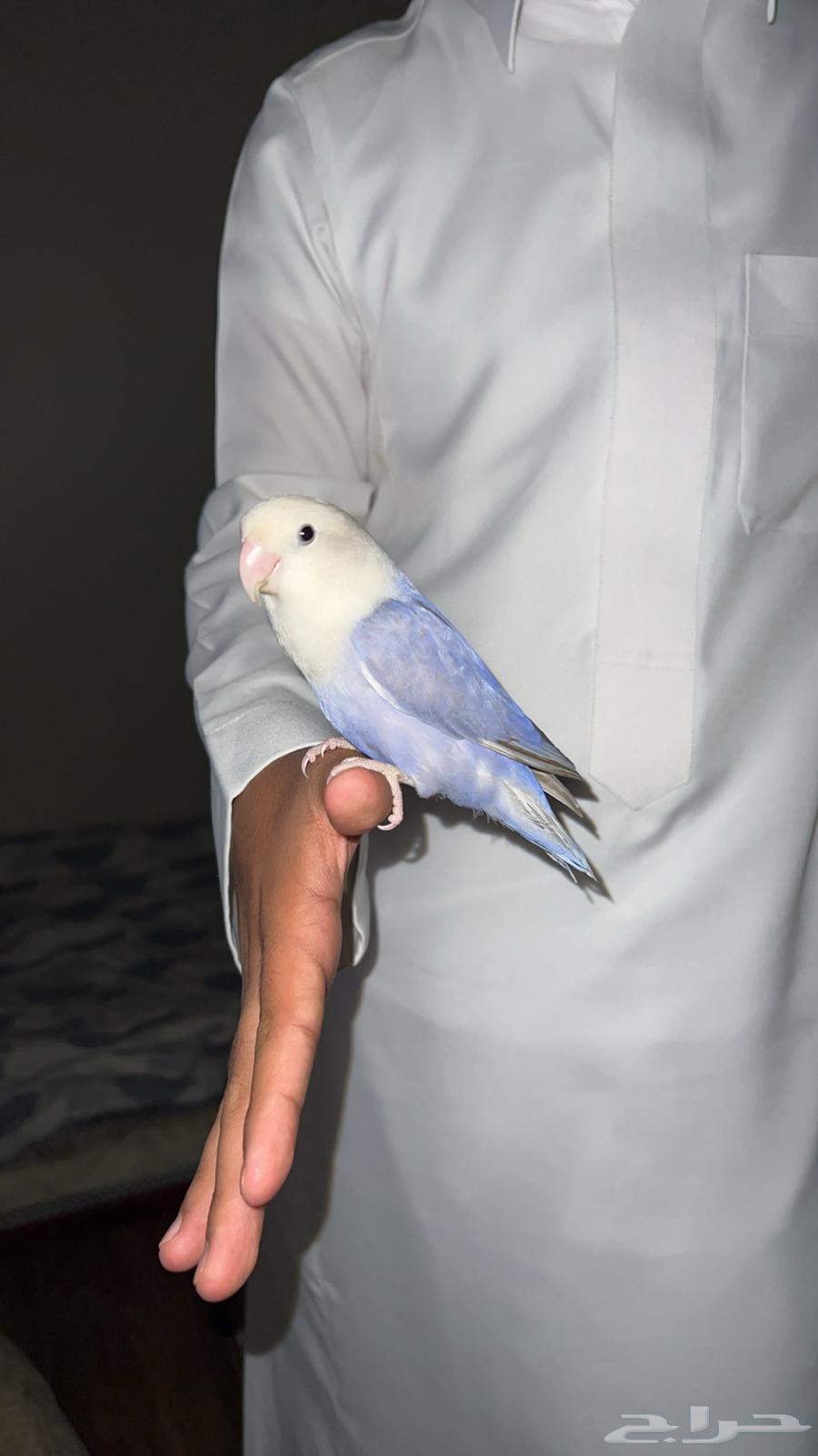 ببغاء روز63710958437889112