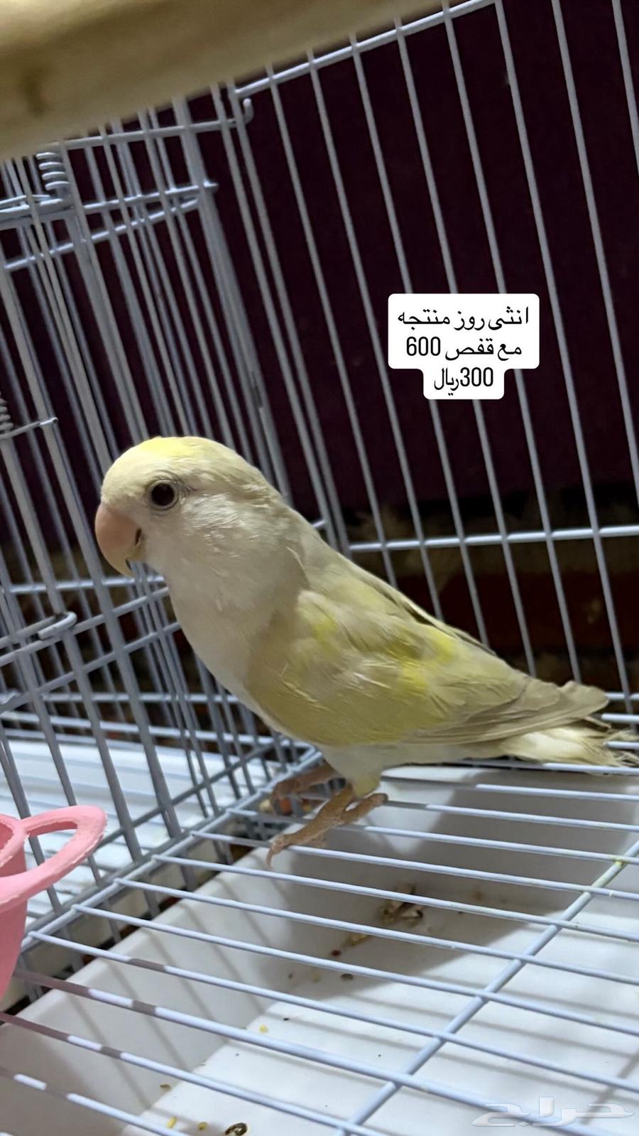 طيور روز وكروان وبادجي63706475256194110