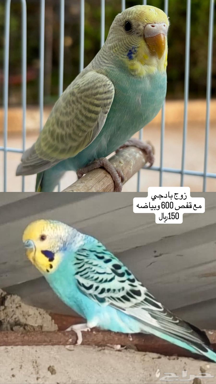 طيور روز وكروان وبادجي63706475256194111