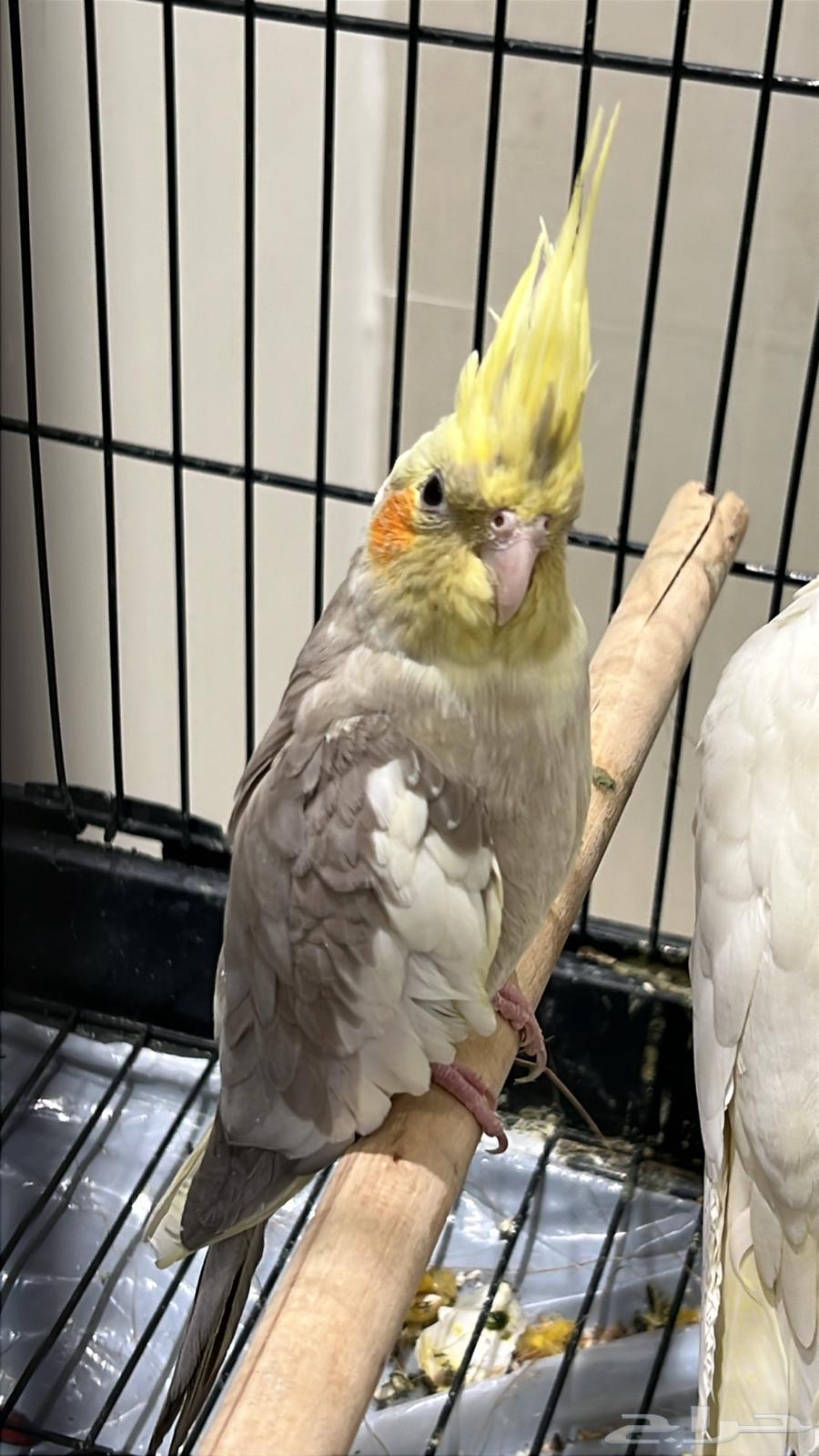 Mentioned rooster age, I don't know if it's been produced before63796319448321110