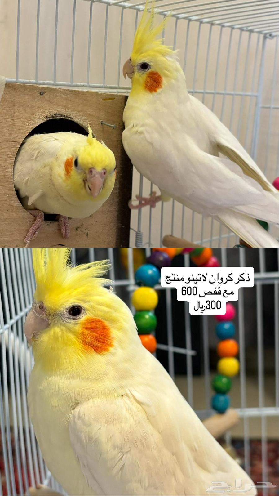 طيور روز وكروان وبادجي63706475256194112