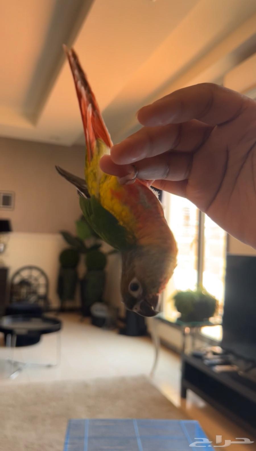 Rose and Conure are both talkative, affectionate, and like to be petted63732460252546112