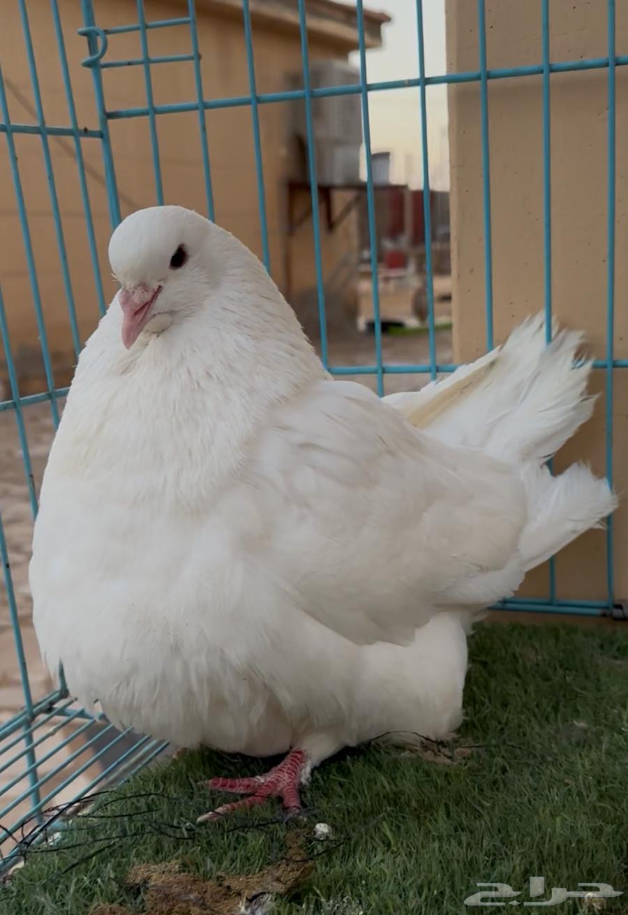 Mentioned a good quality white stud, MashaAllah63714058165122114