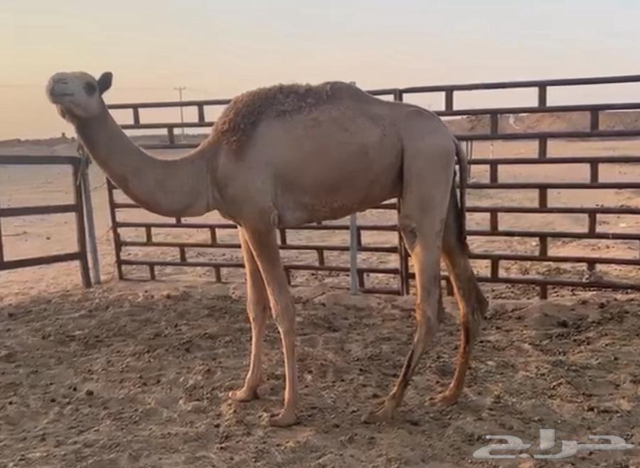 للبيع قعود هجن حق63712848393091112