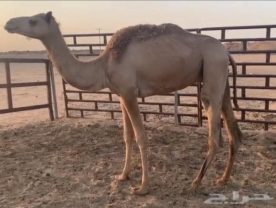 للبيع قعود هجن حق63712848393091111