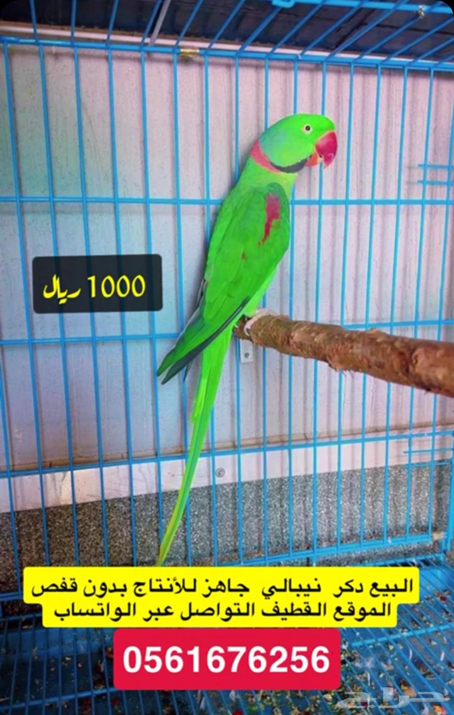 درات هولندي ودكر نيبالي63714248375553112