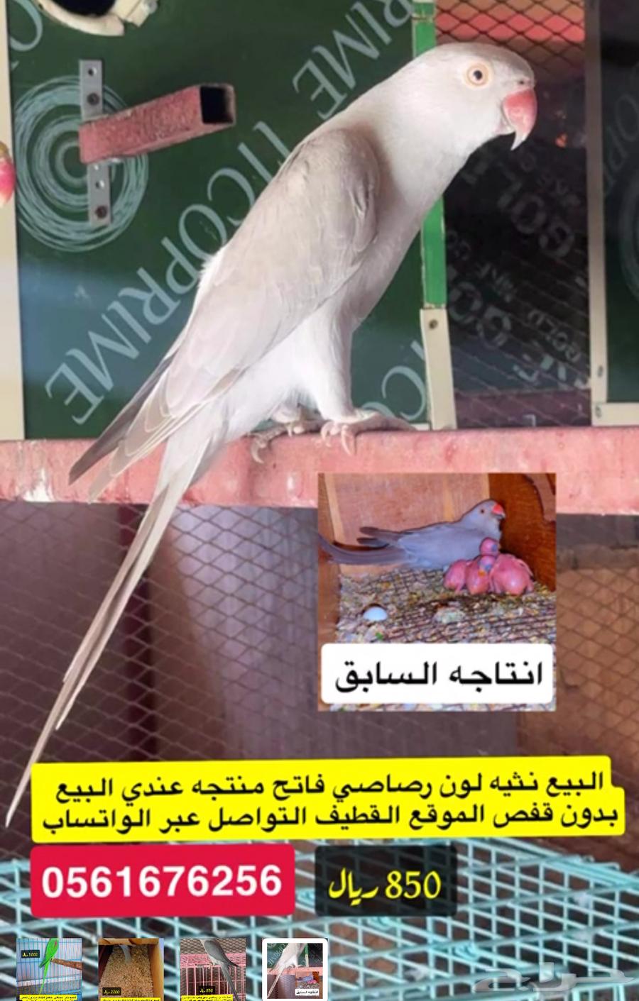 درات هولندي ودكر نيبالي63714248375553114