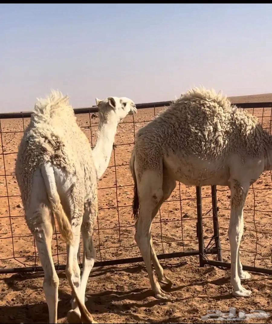 Goats (stuffed) for sale63710406585217110