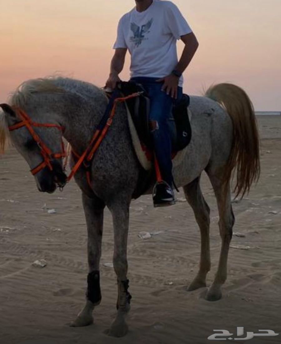 خيل عربي للبيع63713031201538110