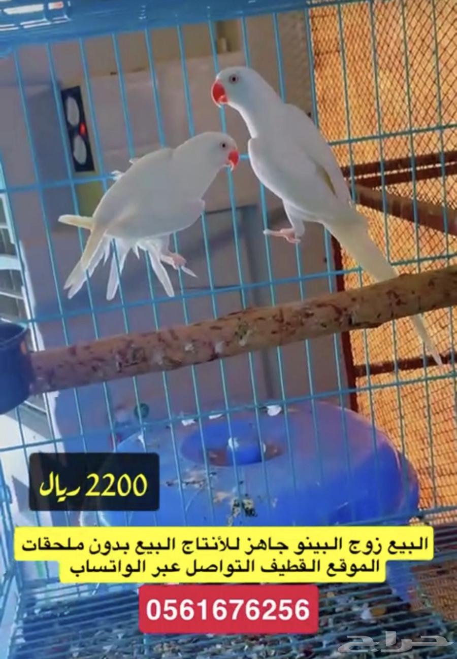 درات هولندي ودكر نيبالي63714248375553110