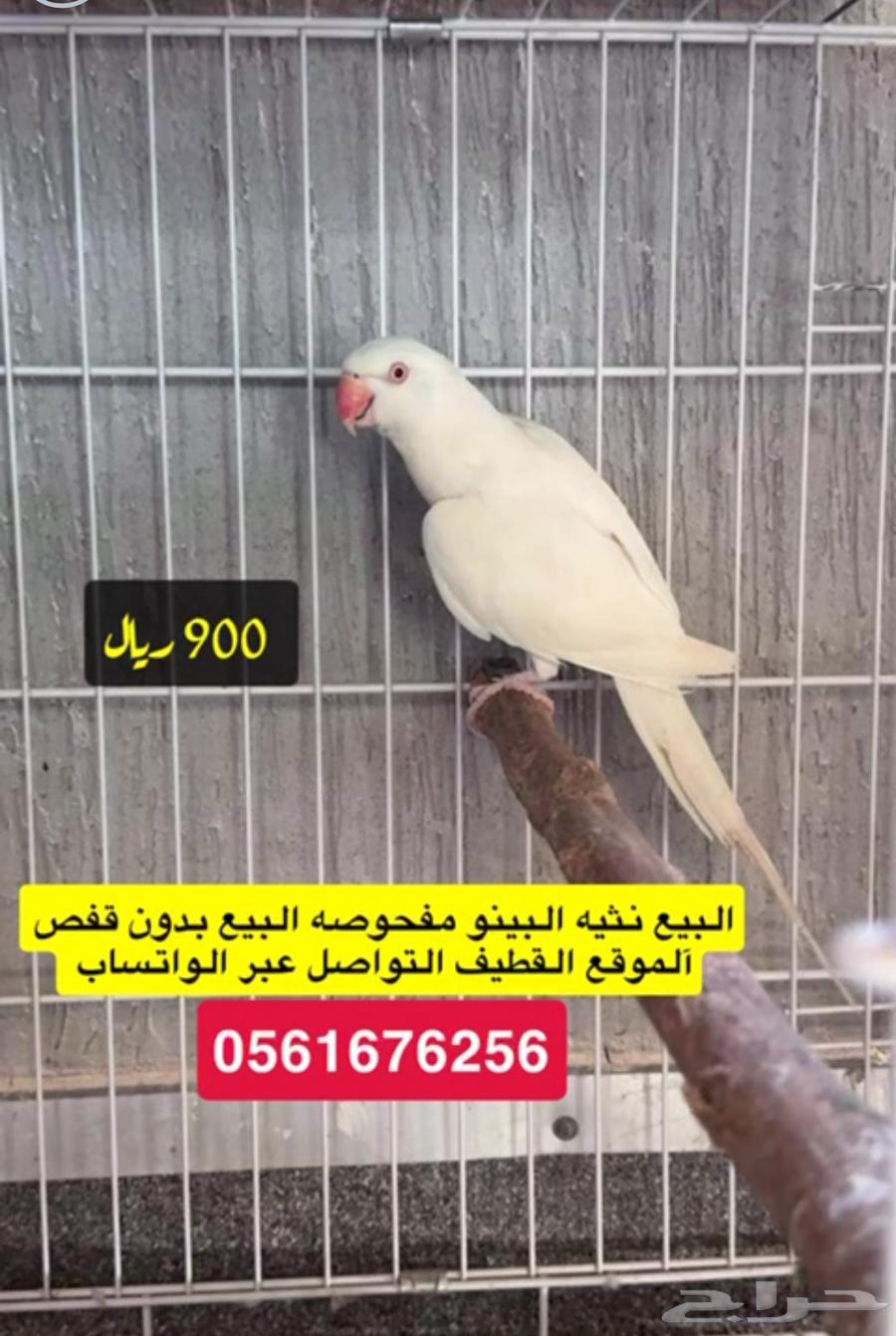 درات هولندي ودكر نيبالي63714248375553111