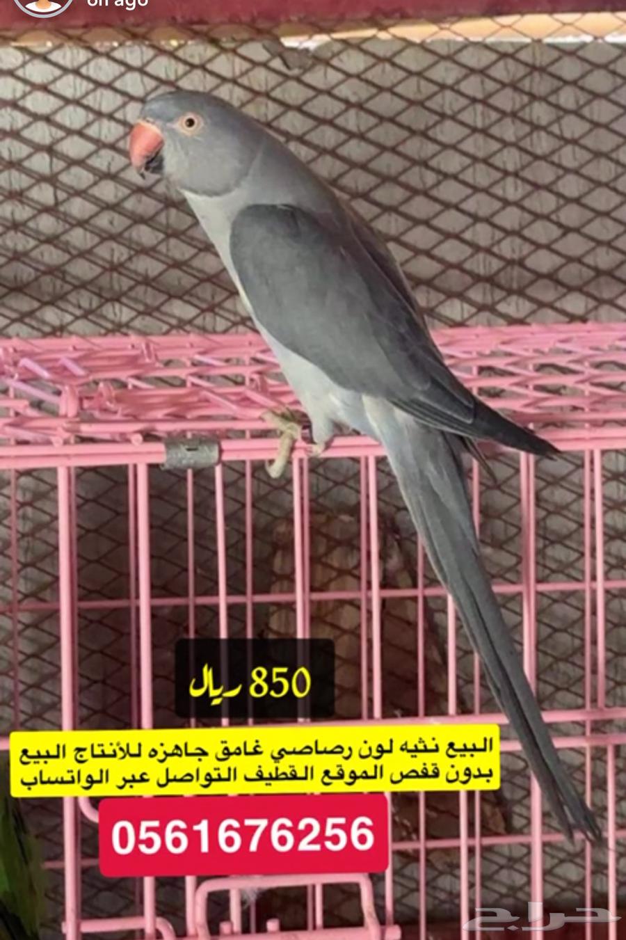 درات هولندي ودكر نيبالي63714248375553113