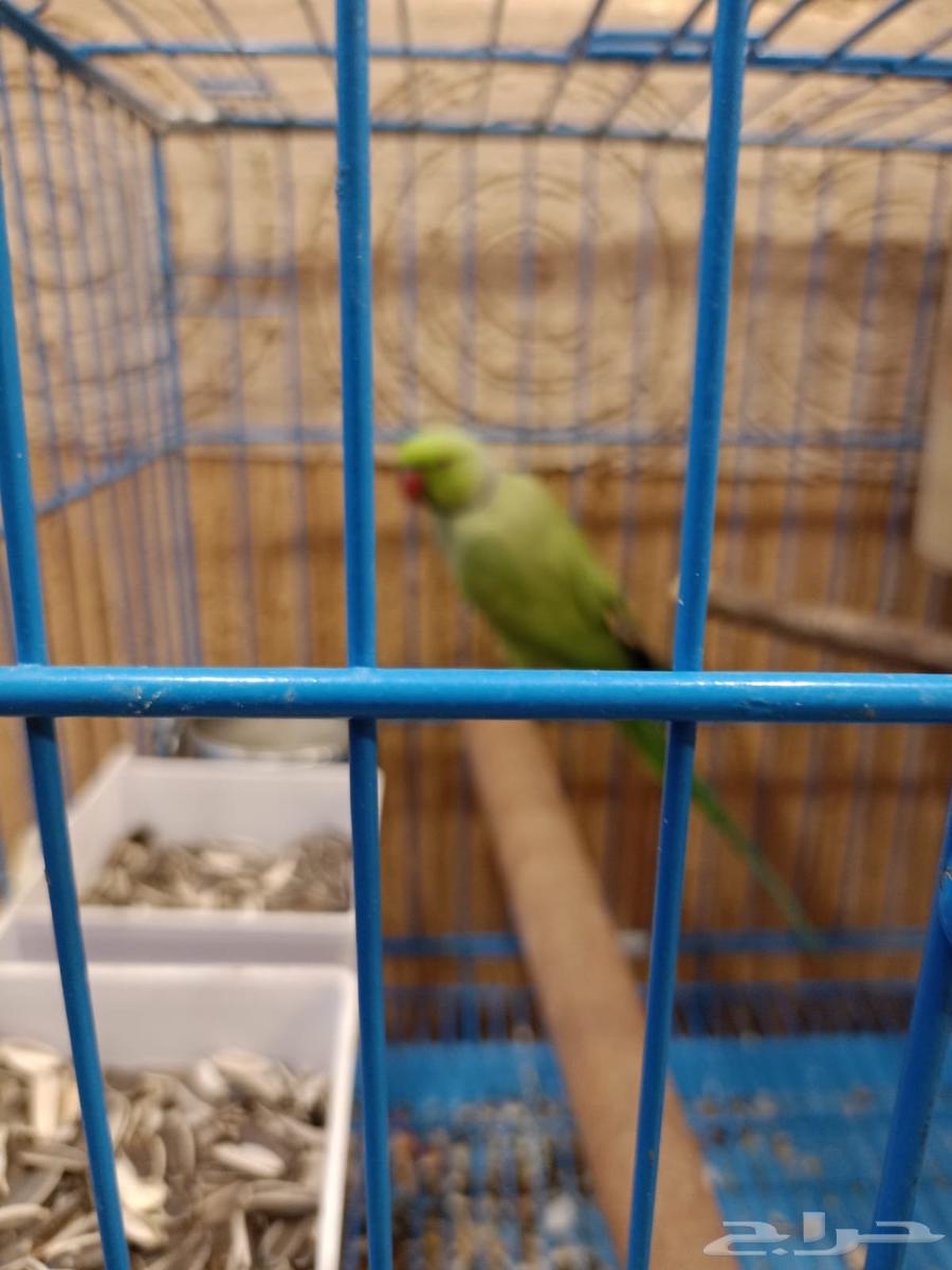 جوز ببغاء دره للبيع63714509864194110