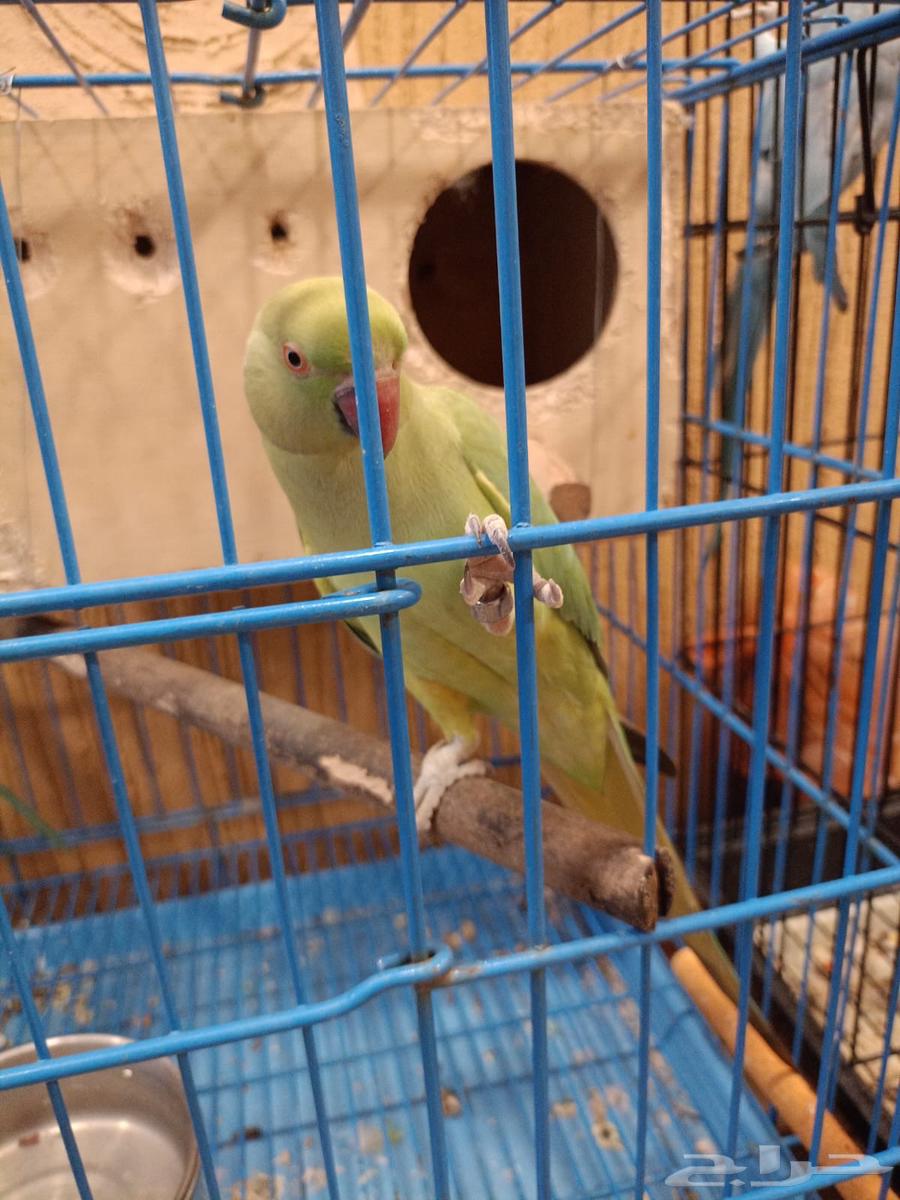 جوز ببغاء دره للبيع63714509864194112