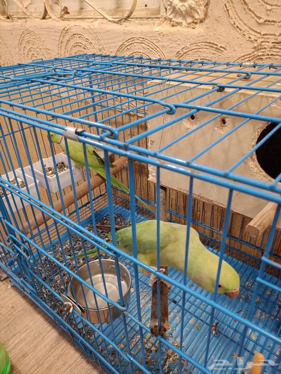 جوز ببغاء دره للبيع63714509864194113