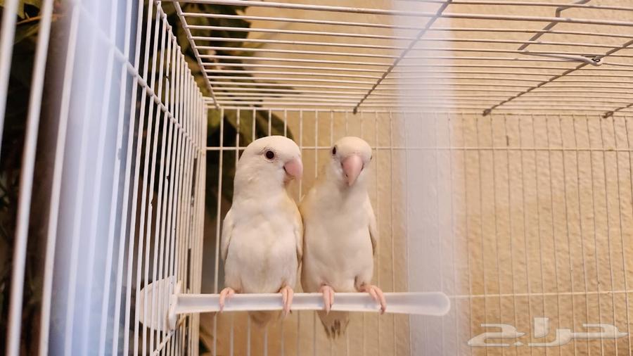 White bird with red eyes on a clear day63677683925249110