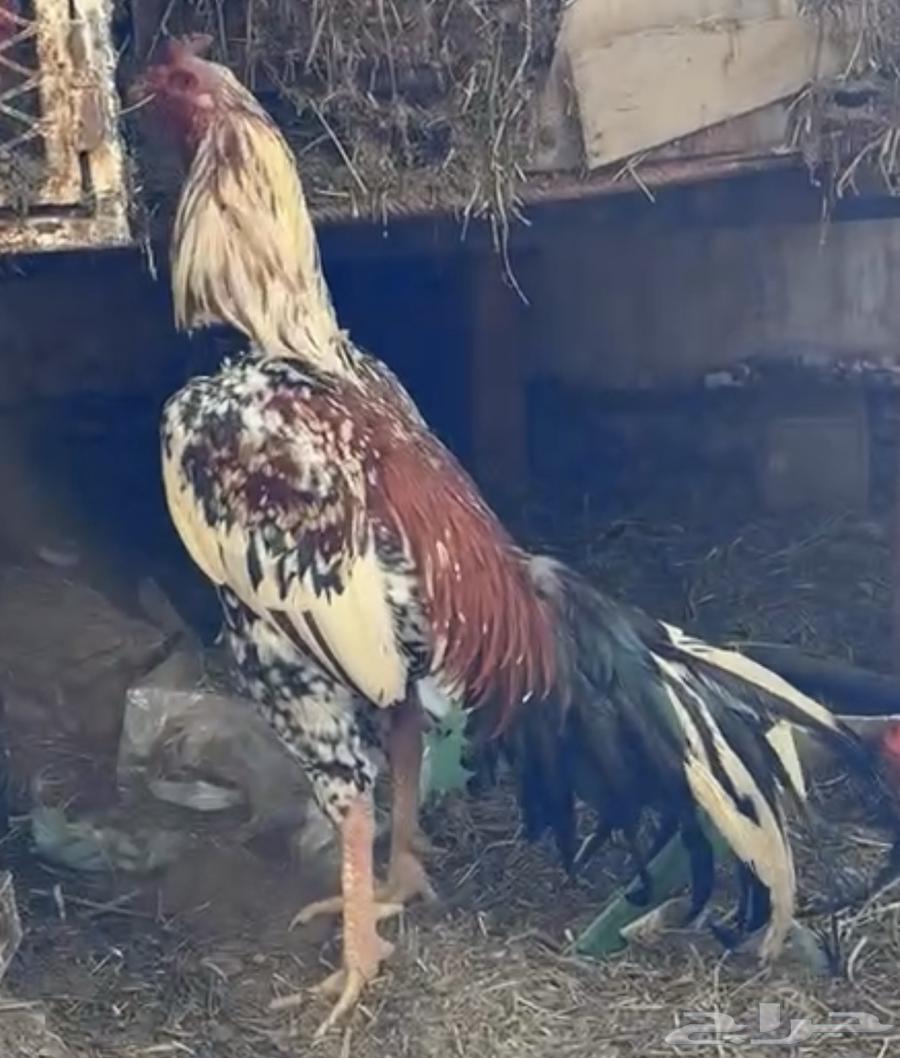 Dekeen and Five Hens63712579962371112