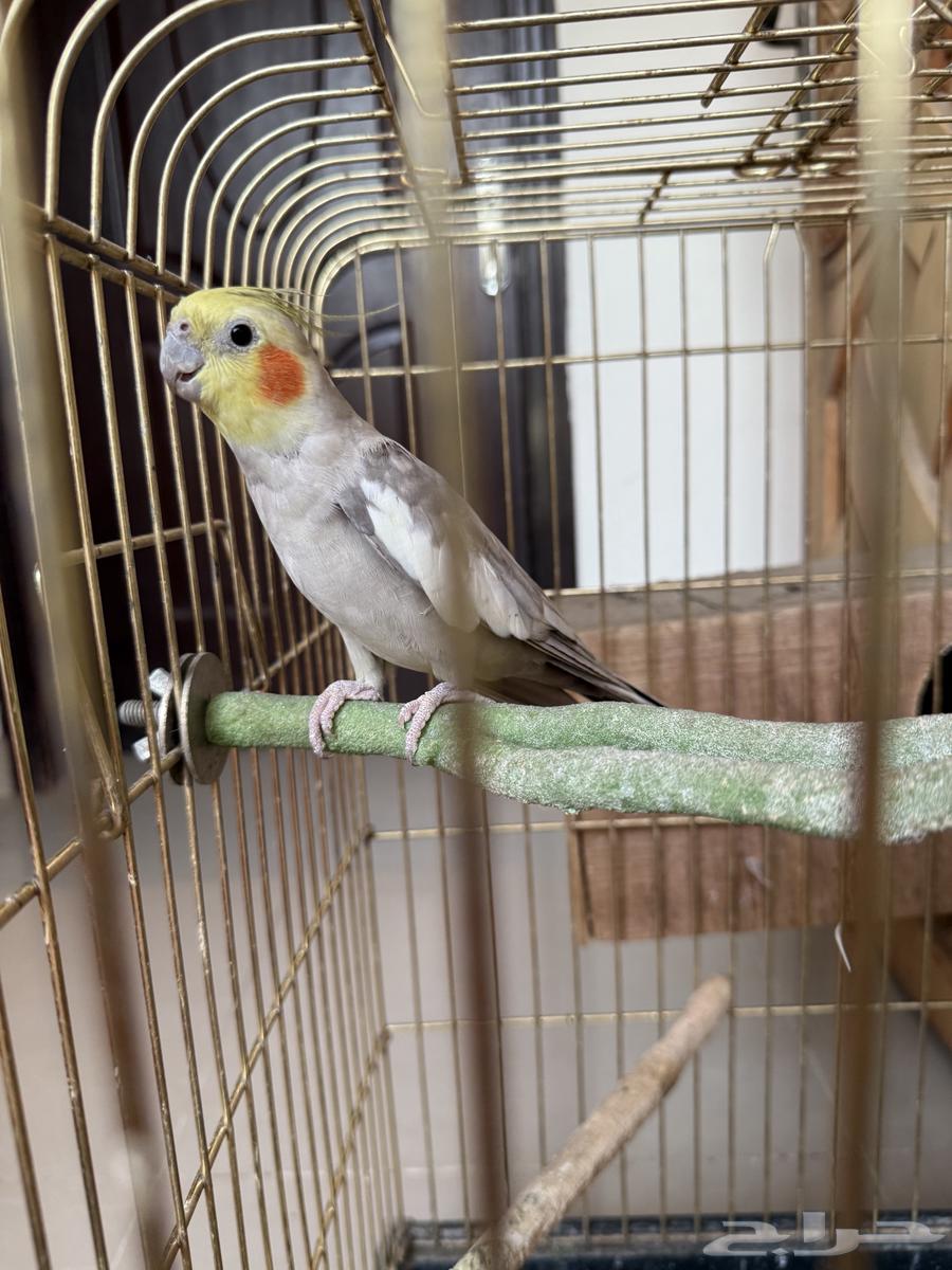 طيور كروان للبيع ثلاث ذكور وانثى63713962263427114