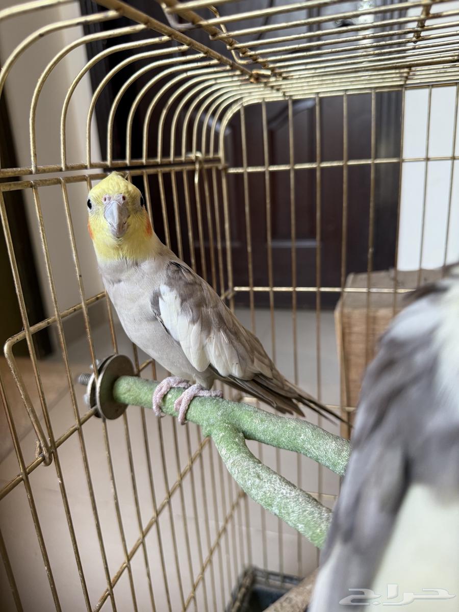 طيور كروان للبيع ثلاث ذكور وانثى63713962263427112