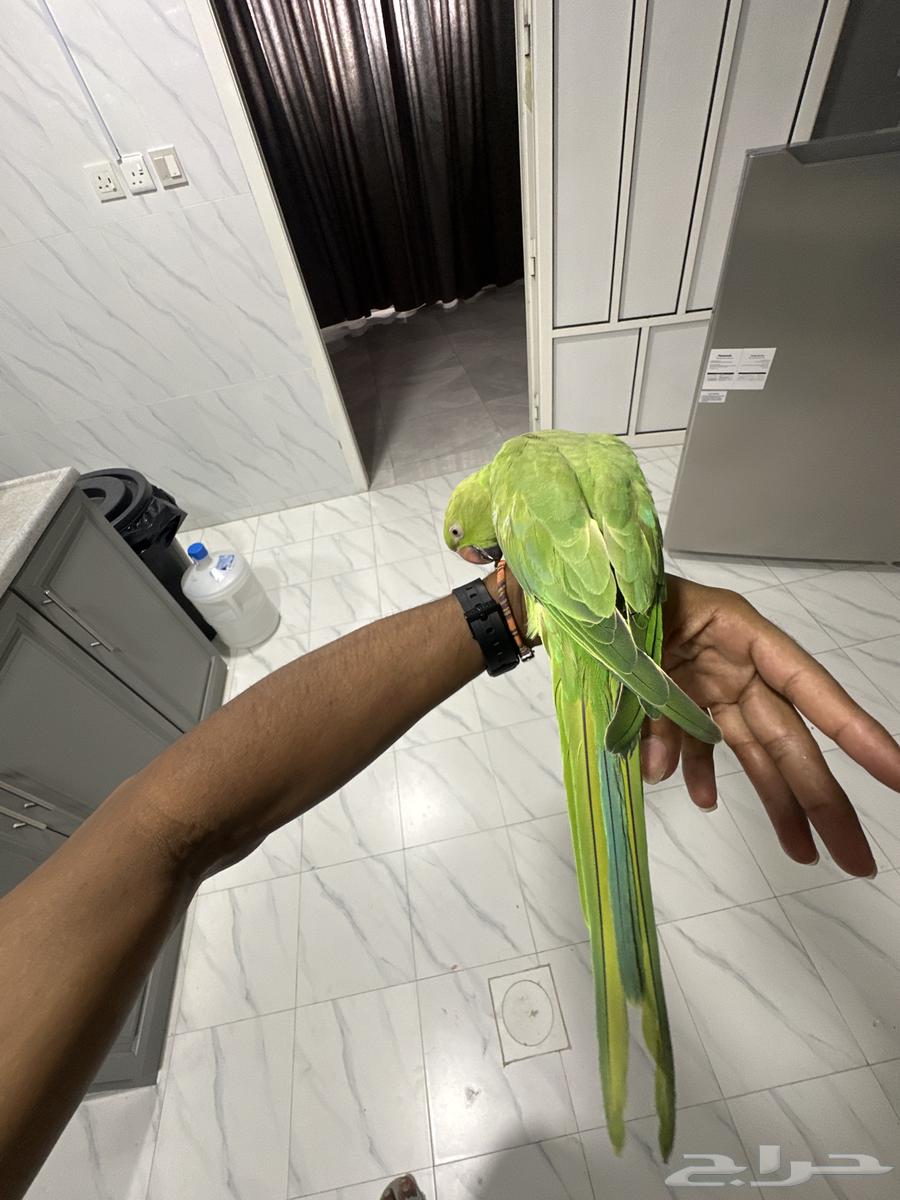 للبيع درة هندية اليفة لاكن مهموله يبيلها عنايه63711496216578111