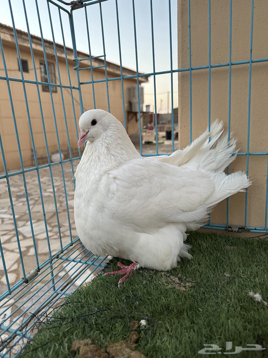 Mentioned a good quality white stud, MashaAllah63714058165122111