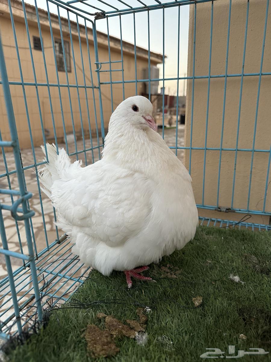 Mentioned a good quality white stud, MashaAllah63714058165122113