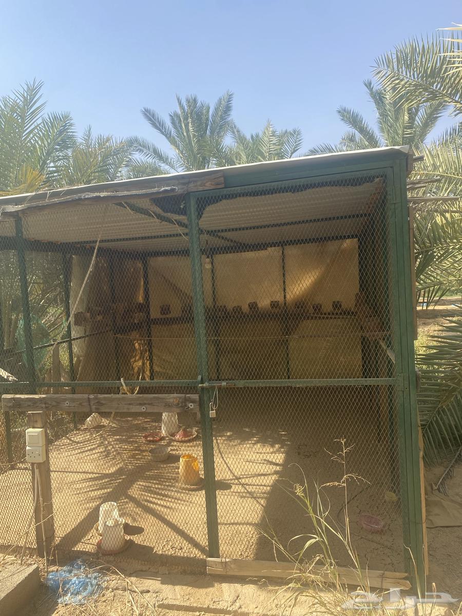 4 in 3 Bird Net63712221262721110