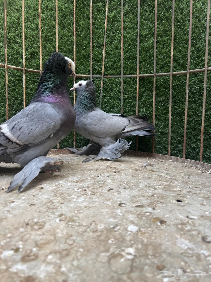 جوز ساكسون للبيع63713484673538113