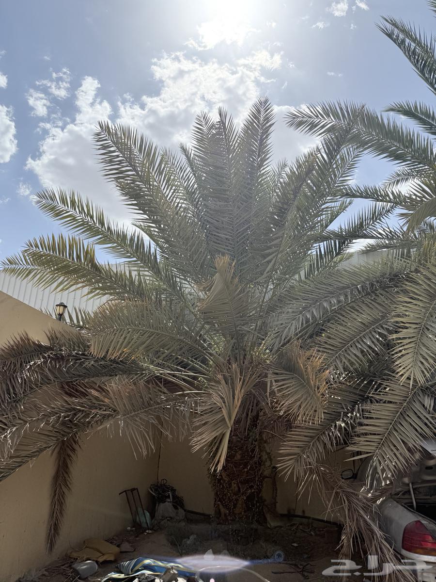 نخل للبيع بياض و برحي و خلاص63709103868033111