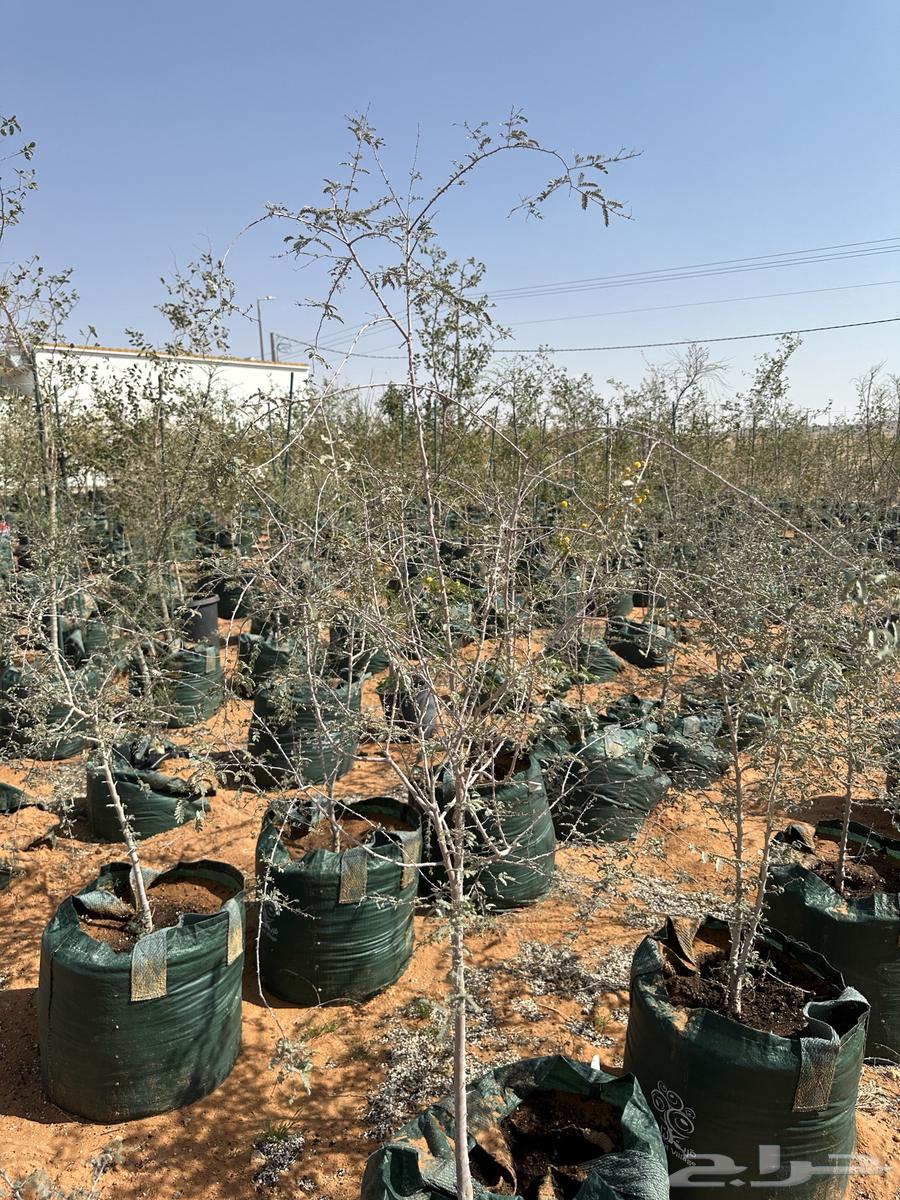 Sidr and Talh Trees63714615662722111