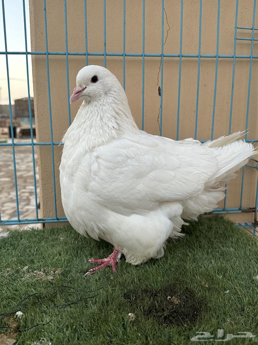 Mentioned a good quality white stud, MashaAllah63714058165122112