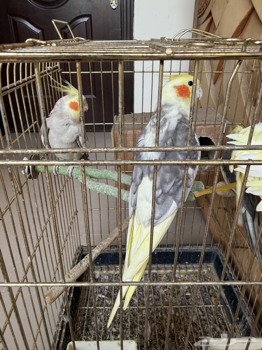 طيور كروان للبيع ثلاث ذكور وانثى63713962263427111