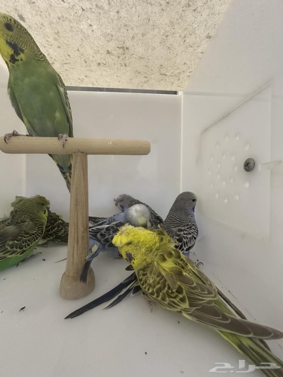 Hougo Birds and Split Hougo63716749804163114