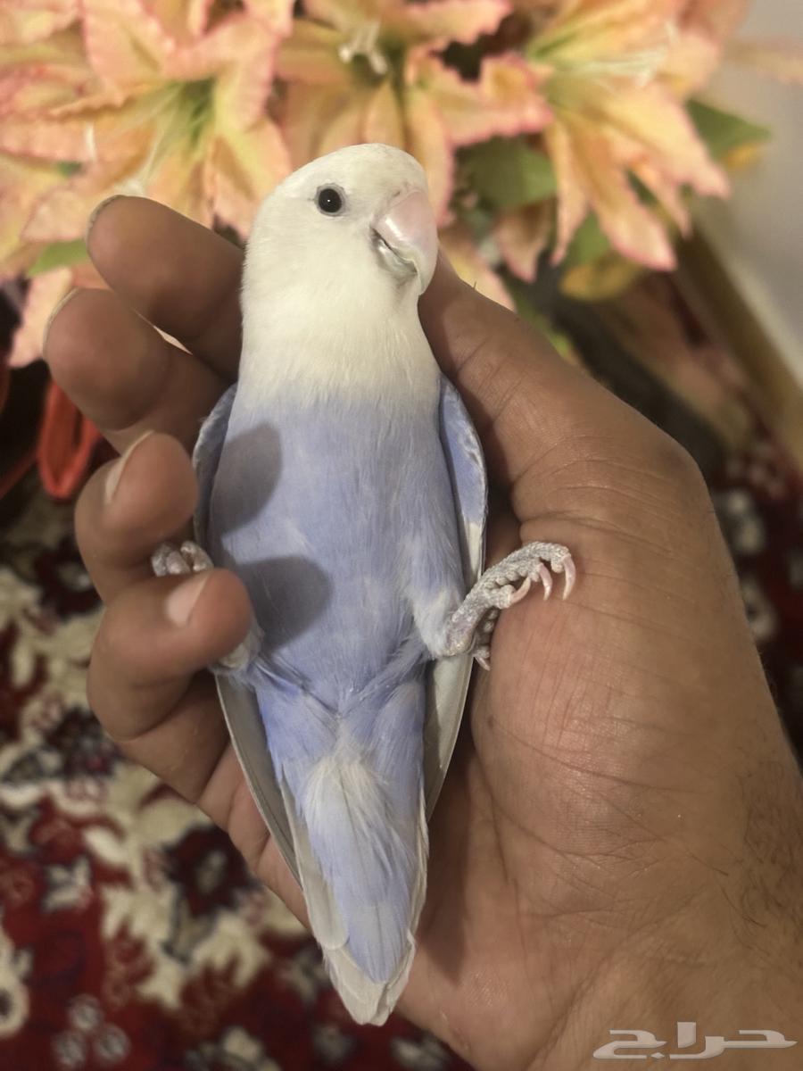 روز اليف ( تم البيع )63711495937922110