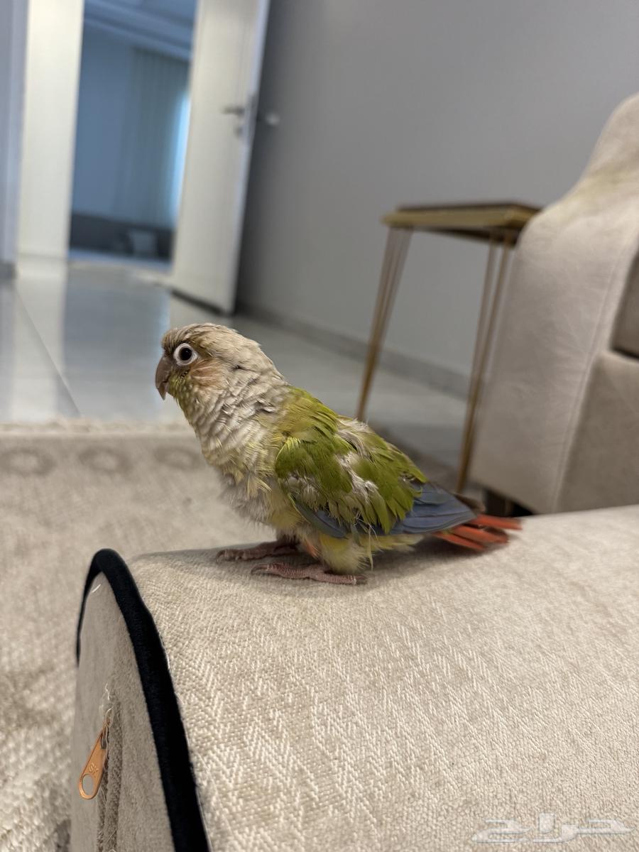 كنيور للبيع63711140355073113