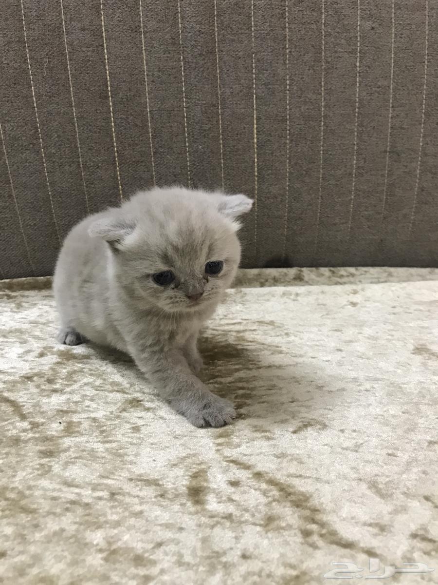 Scottish Fold kittens, complete, without any injuries63711048763521110