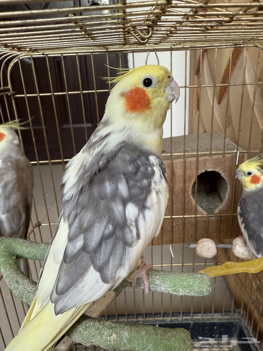طيور كروان للبيع ثلاث ذكور وانثى63713962263427110