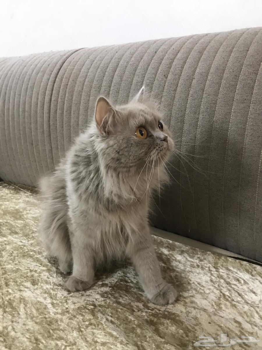 Scottish Fold kittens, complete, without any injuries63711048763521111