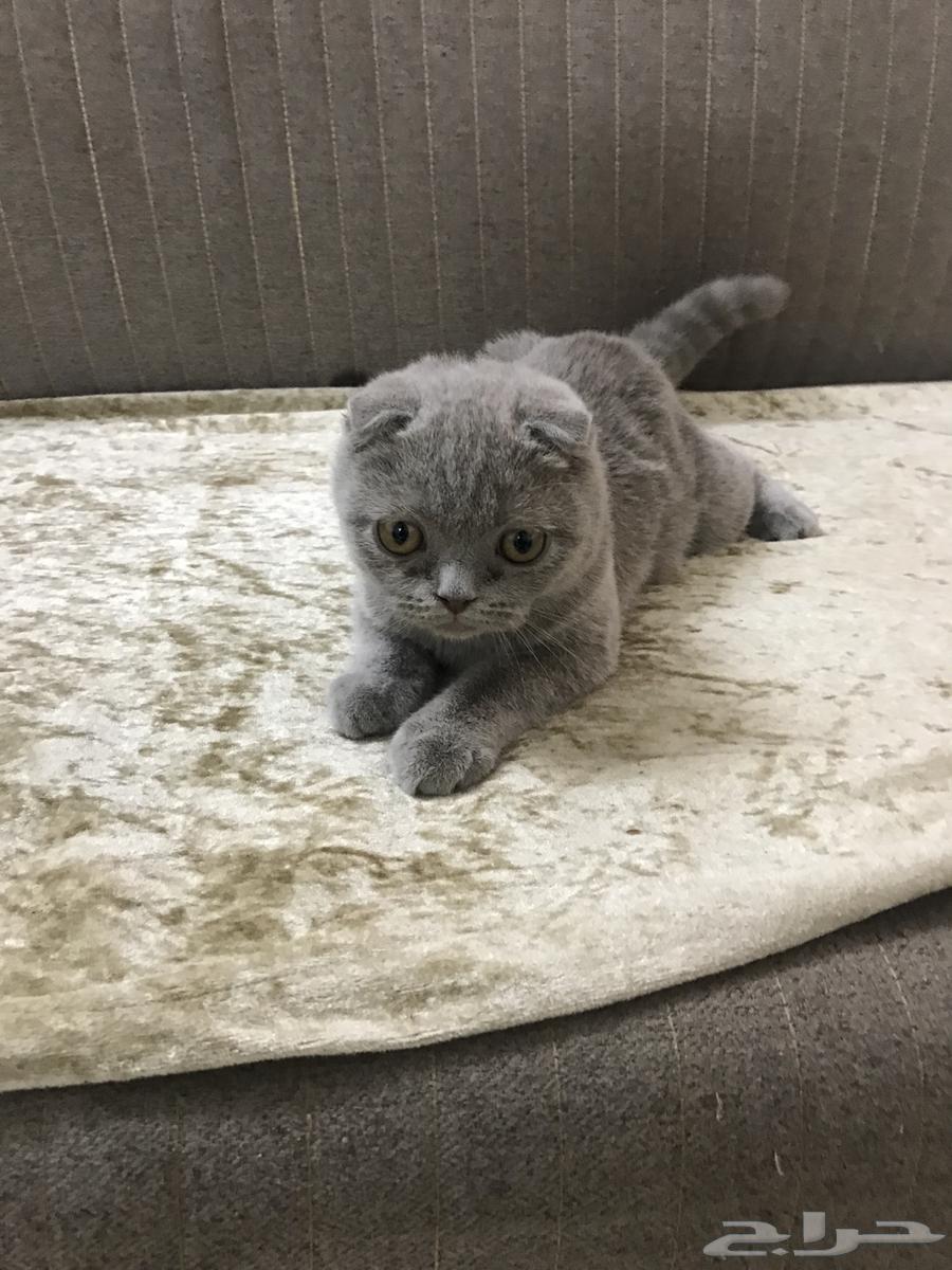 Scottish Fold kittens, complete, without any injuries63711048763521112
