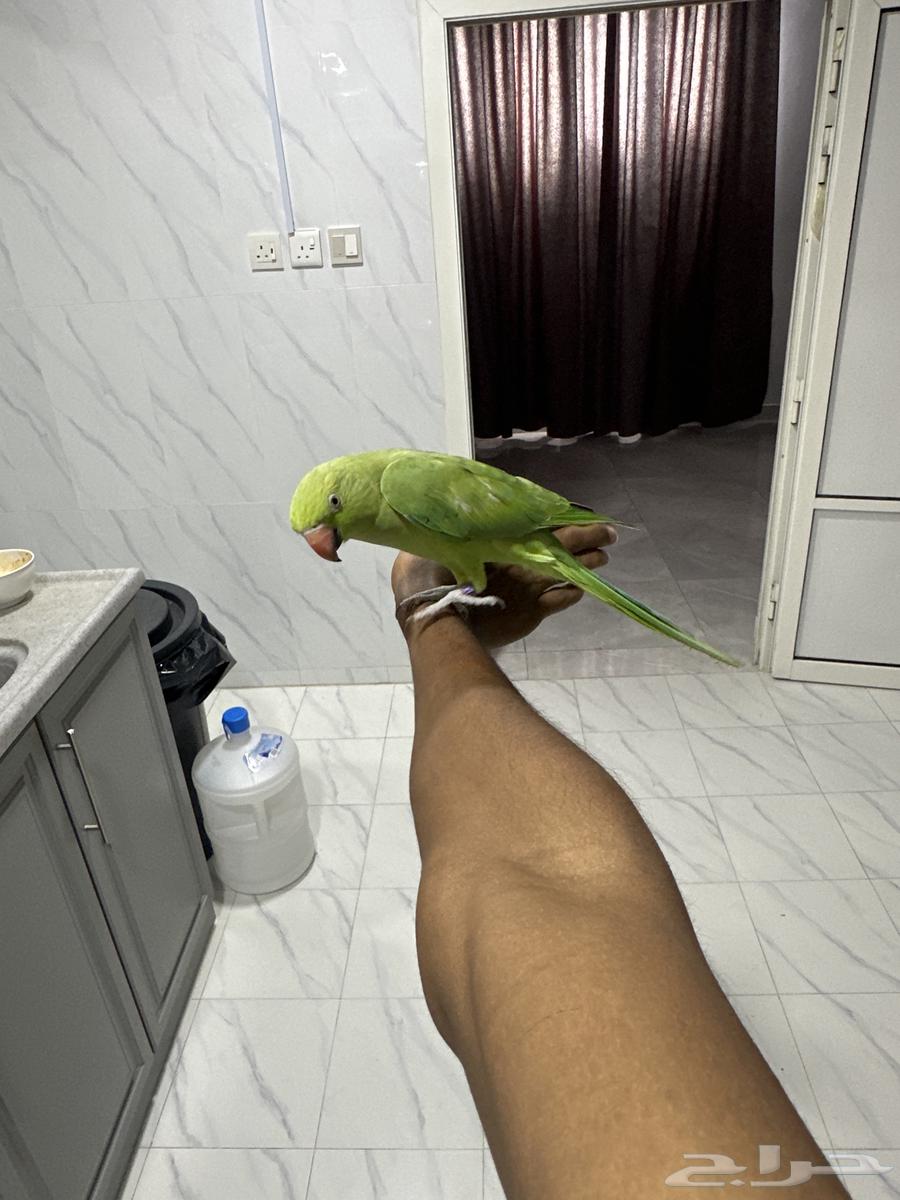 للبيع درة هندية اليفة لاكن مهموله يبيلها عنايه63711496216578110