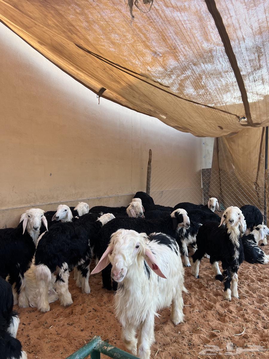 طليان نجد فواخر63708479383043112
