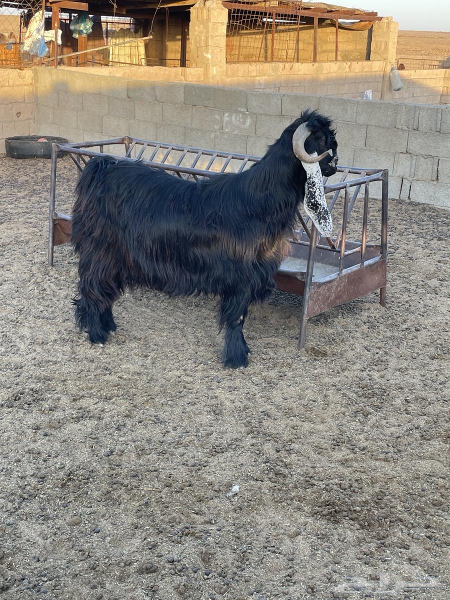 Luxury temporary goat, buyer's condition


Seeking on the buyer63714709554818110