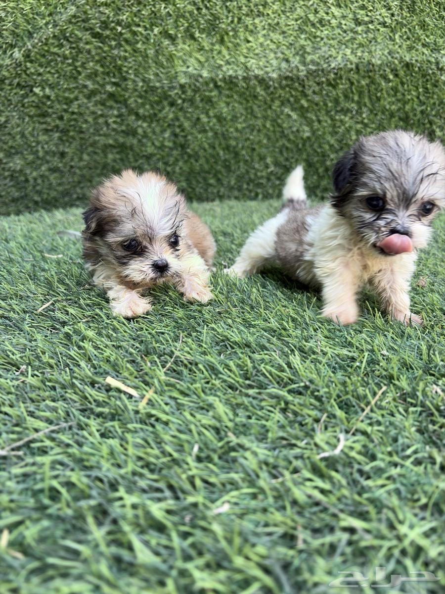 Shih Tzu puppies for sale63715192966018112