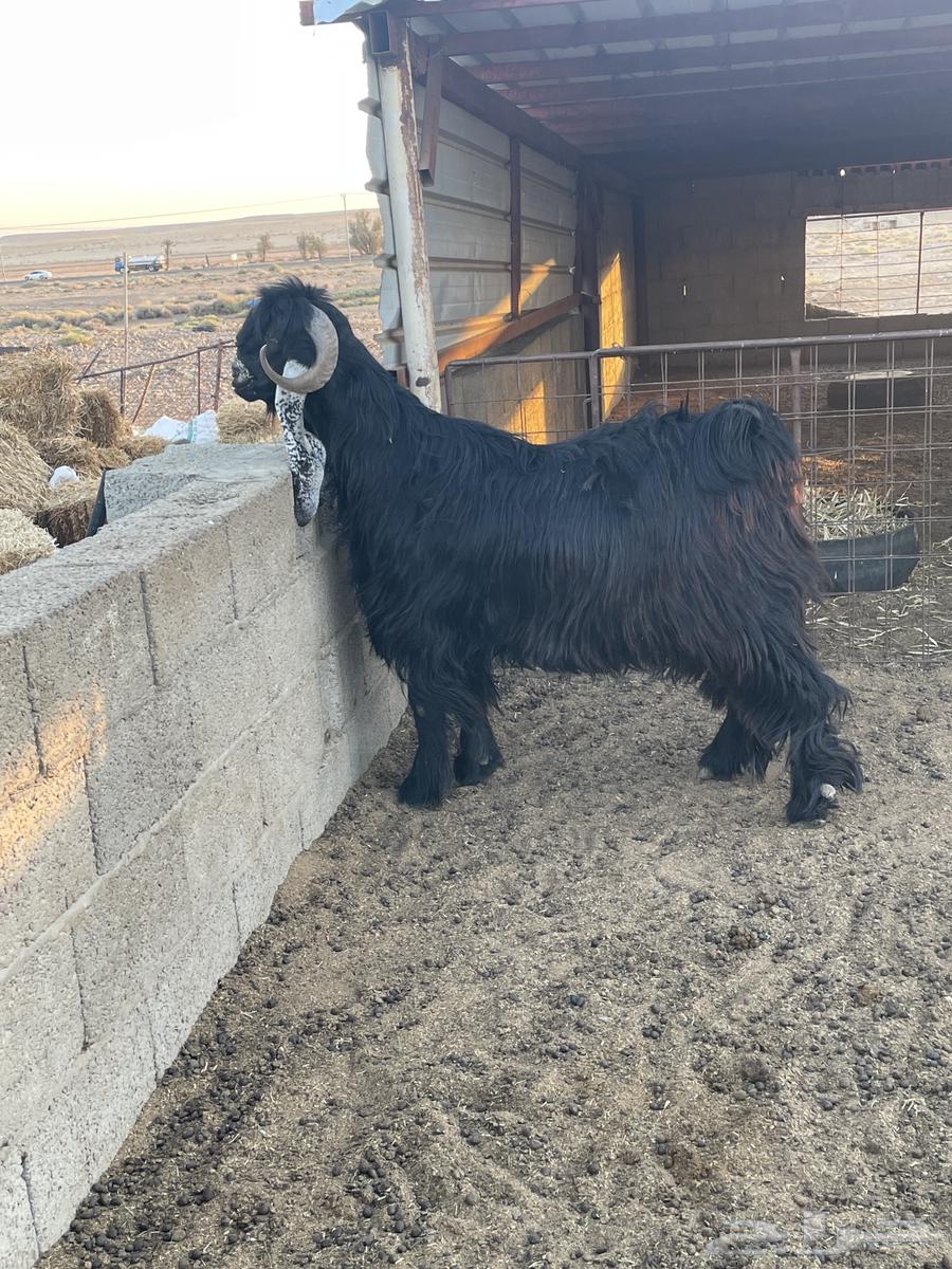 Luxury temporary goat, buyer's condition


Seeking on the buyer63714709554818111