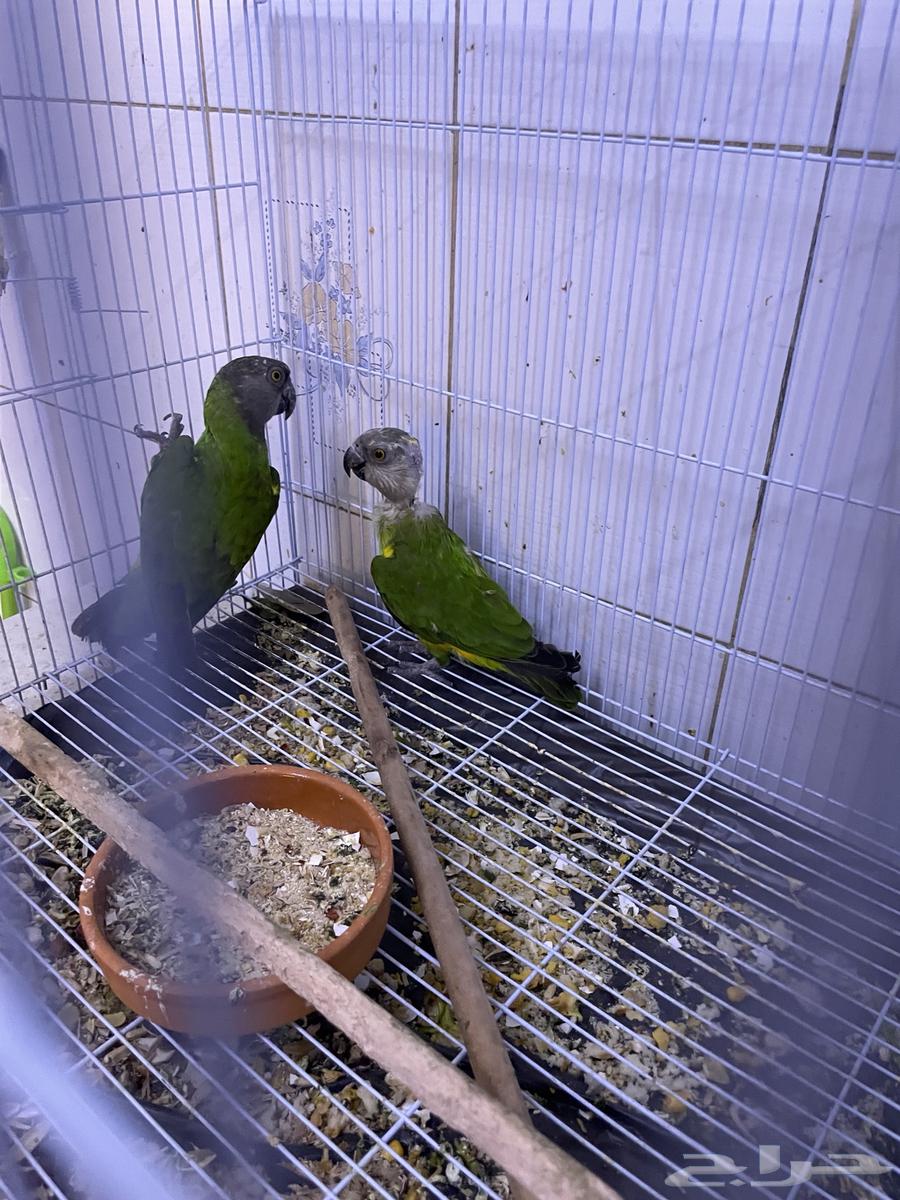 جوز بغبغاء السنغالي63713481510401112